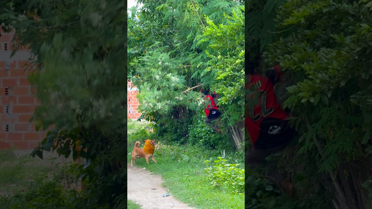 El León🦁Se Escapó Del Zoológico😅