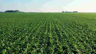 Drone Footage Of A Plantation beautiful Corn Harvesting 4K UHD