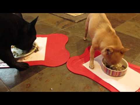 a-frenchy-and-chihuahua-eating-homemade-dog-food