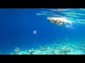 Snorkeling, Amari Havodda Maldives - October 11, 2021