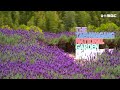 4k travel to ulsan korea taehwa river national garden spring flower festival  