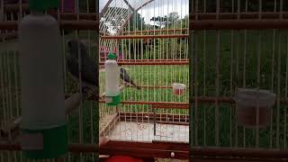 @CRIATÓRIOALCÂNTARA @Esquentarcoleirofrio @coleisprettygreat @Coleiropets01
