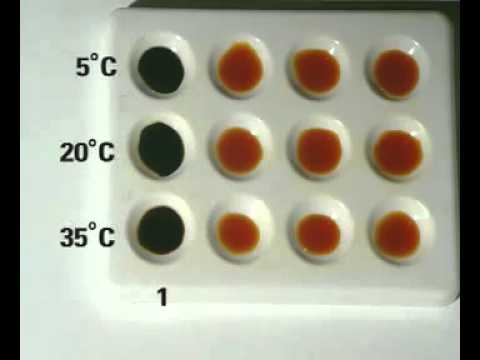 Enzyme gcse coursework