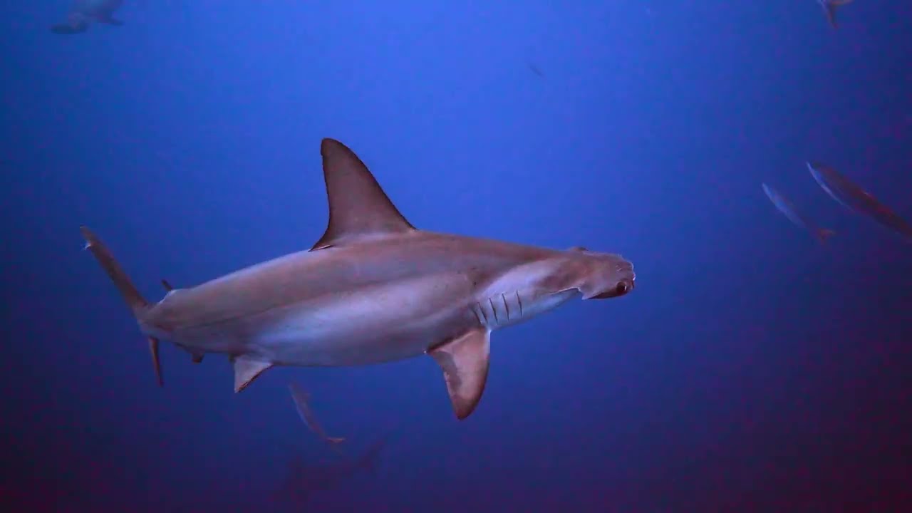 ハンマーヘッドシャーク 水深40m 与那国島 SONY 単焦点 GMレンズ 水中作例