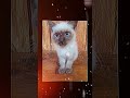 #cutekitten #cats #catlover #furries #cutecat
