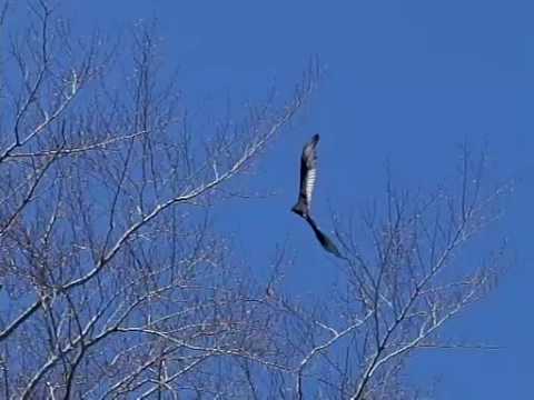 Slow Motion Hawk Flying - YouTube