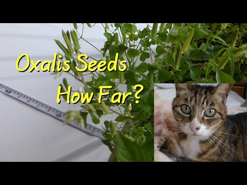 Woodsorrel Explosion, Part 6 of 6 - How Powerful? - Re-upload