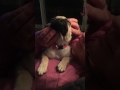 Exhausted pug massage