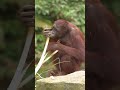 Why Orangutans Are Nature’s Problem Solvers