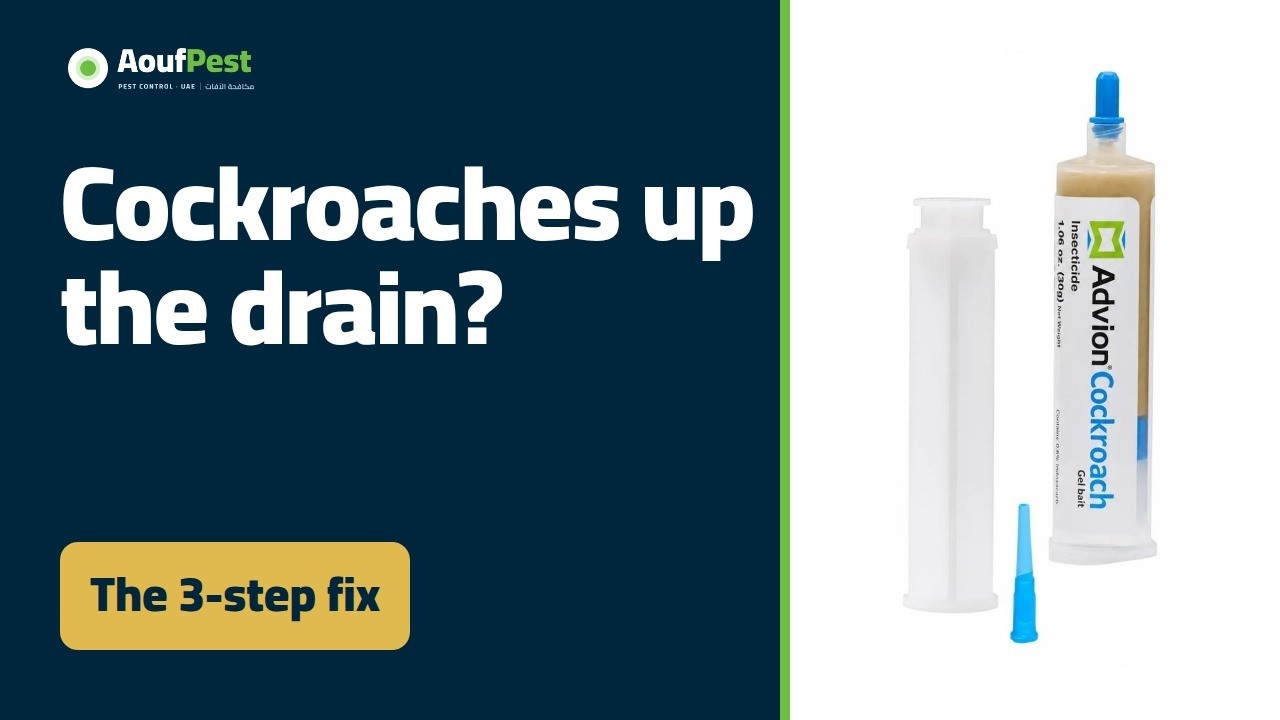 Cockroaches in the Bathroom: Why They Come Up the Drain at Night, and How to Stop Them