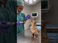 #comedyshorts #funny #petshorts #pets #dog #dogshorts #viral