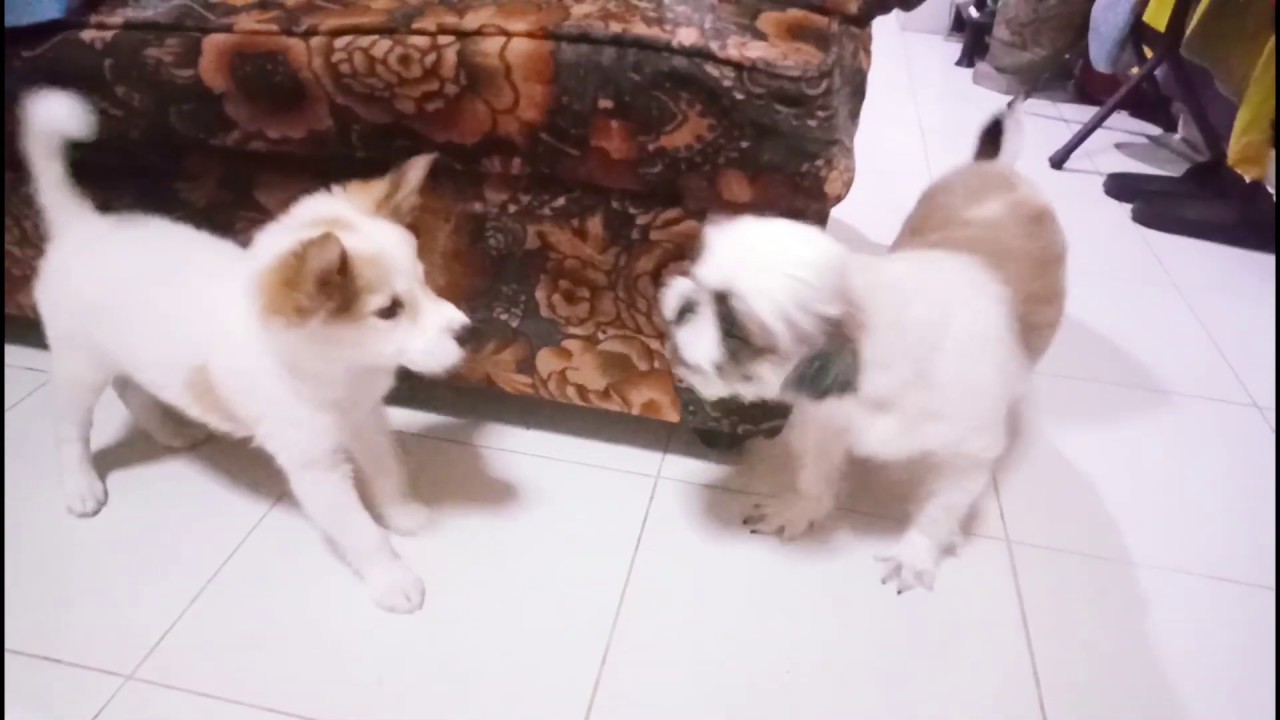 Playful Fight Of Puppy Crossbreed Japanese Spitz Vs Shih Tzu Youtube