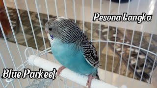 Blue Parakeet: A Rare and Expensive Species