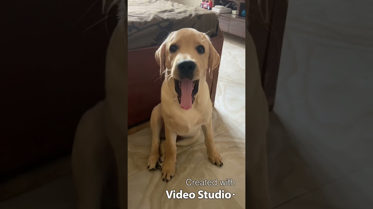 4 Month Old Labrador Puppy yawning cutely 🐶| Cute Labrador Puppy 
