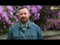 БУЗОК Секрети рясного квітування 