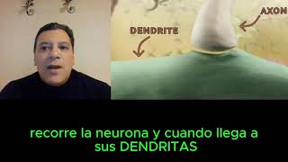 Así actúa la sinapsis, el lenguaje de las neuronas en nuestro cuerpo