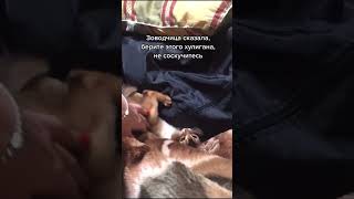 «Берите этого хулигана», — сказала заводчица.😅 #животные #домашниеживотные #приколы #коты