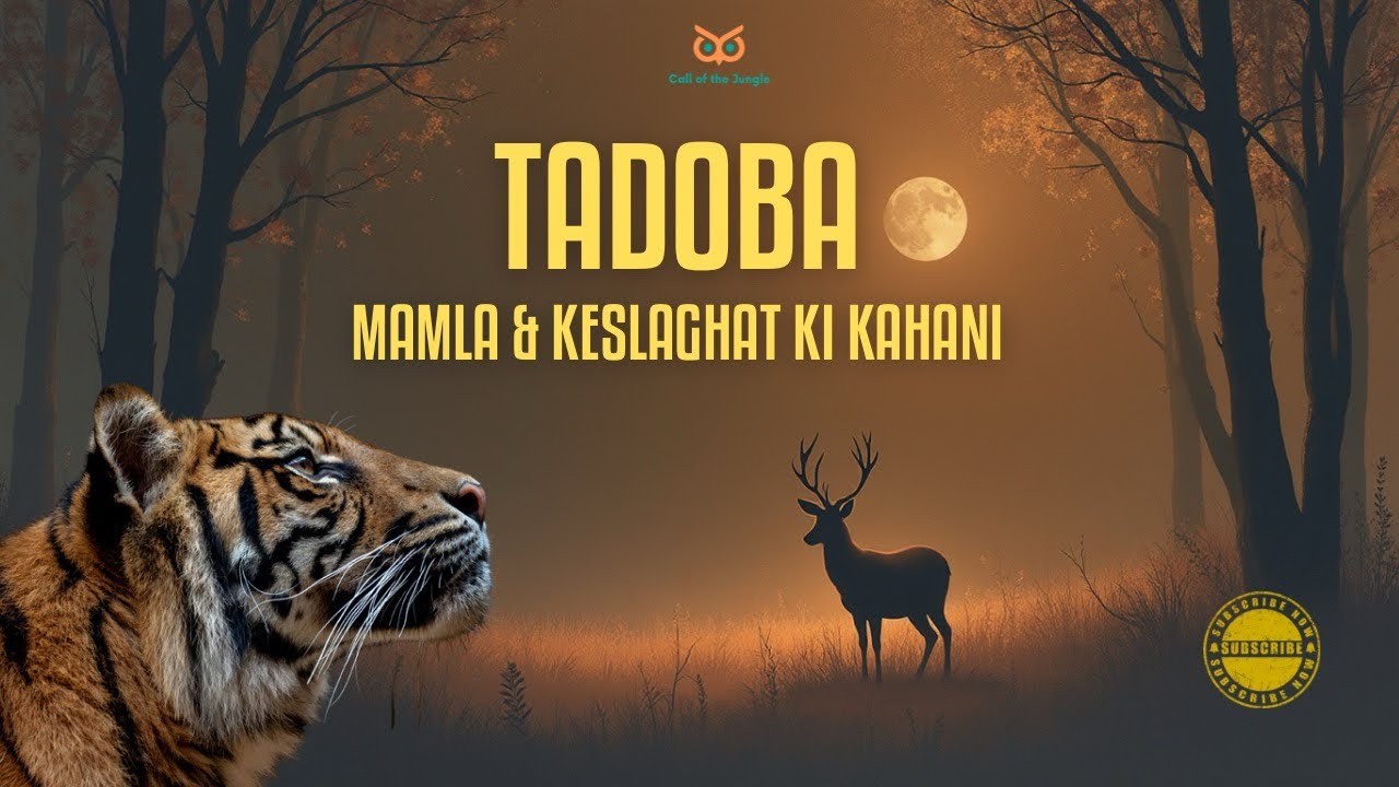 Tadoba - Mamla & Keslaghat Ki Kahani