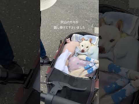 2024年4月初めのドナドナお散歩先での賢殿〜沢山の犬仲間や優しい方々と出会えました#shorts #賢殿