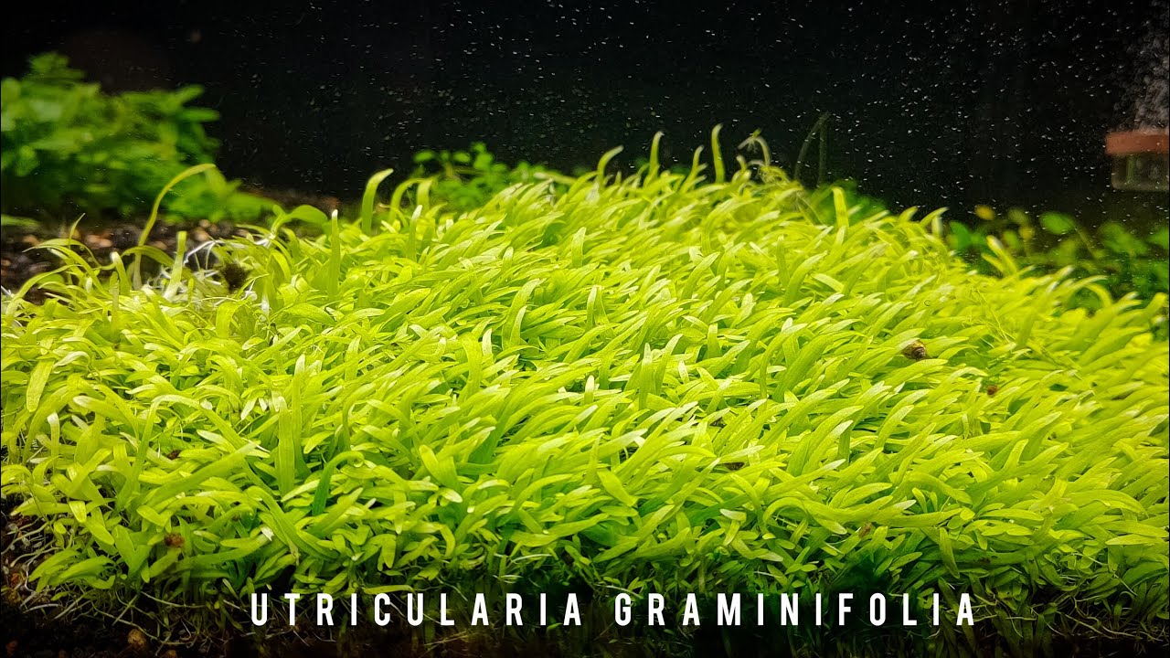 Utricularia Graminifolia