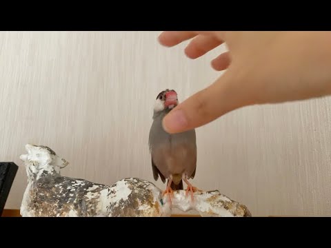 突然頭をつままれた文鳥の反応　java sparrow