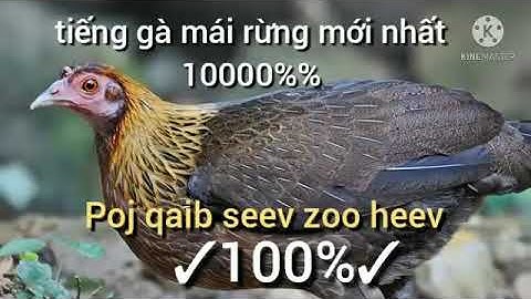 tiếng gà mái rừng mới nhất (The Best ) suab poj qaib seev zoo tiag2 li
