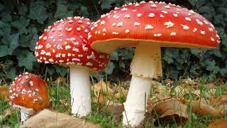 Classiculomycetes | Wikipedia audio article