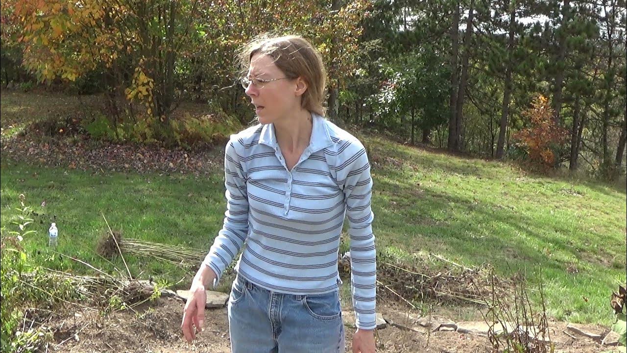 Digging Up Daffodil Bulbs For Transplanting, How To Divide Your