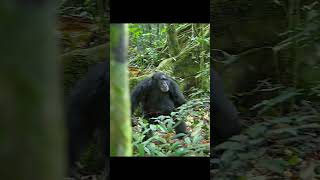 Download Mp3 The orangutan group wins the war#animals #wildlife #shorts #chimpanzee #video #monkey #hunting Gudang lagu Download Mp3 The orangutan group wins the war#animals #wildlife #shorts #chimpanzee #video #monkey #hunting