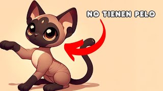 ¿Por qué estos gatos no tienen pelo?