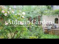 《秋の庭2024》秋の風景を彩るバラとクレマチスと宿根草《T's Gardenのガーデニング》