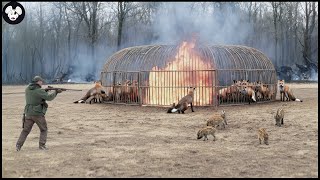 How Farmers Deal With Millions Of Wild Boars And Millions Of Foxes By Guns