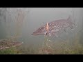 Amazing Underwater Footage! Ice Fishing NORTHERN PIKE with 5 of Diamonds!