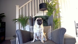 Pablo Doesnt Like Sirens .. @ThatPugPablo