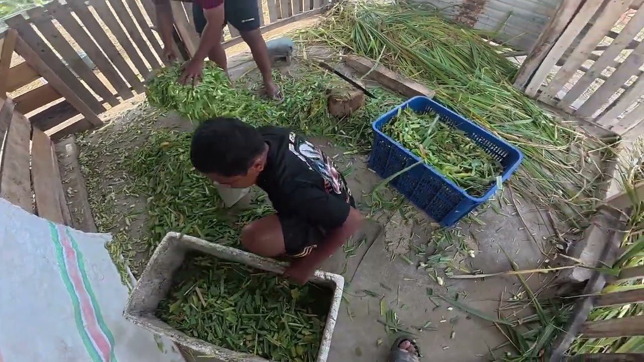 Kegiatan bocah koslet di palu