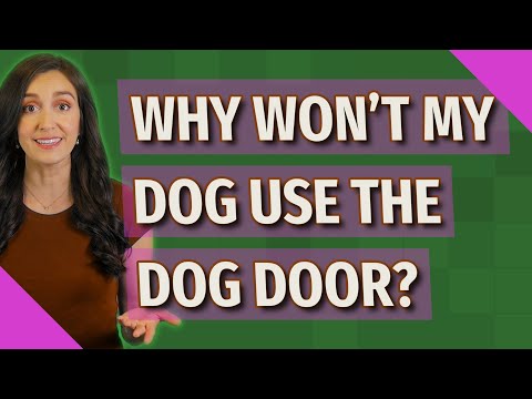 Why won't my dog use the dog door?