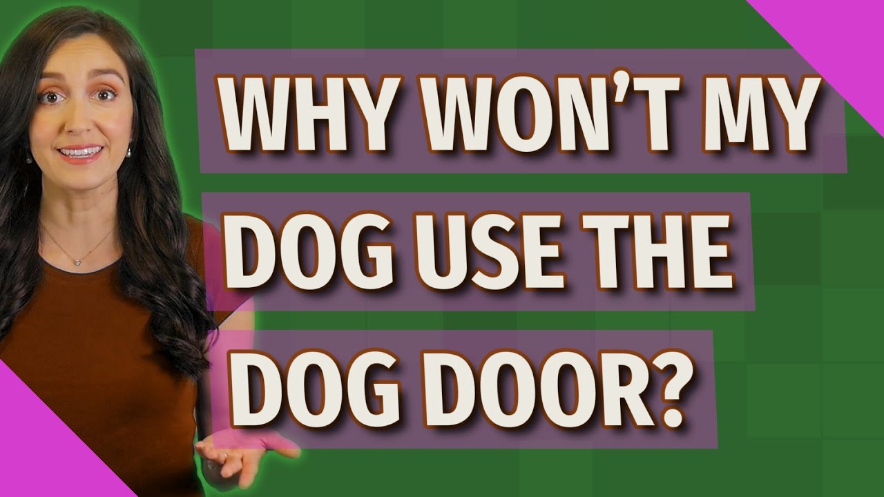 Why won't my dog use the dog door? YouTube