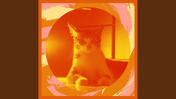 Brilliant Lazy Cat Days