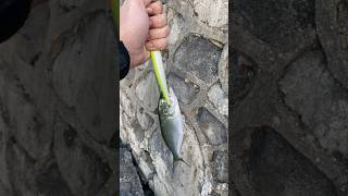 Tekirdağ Liman Lüfer Avı