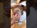 fakta kucing calico #cat #cats #catvideos #catlovers #kucing #kucinglucu #kucingimut #catshorts #lol