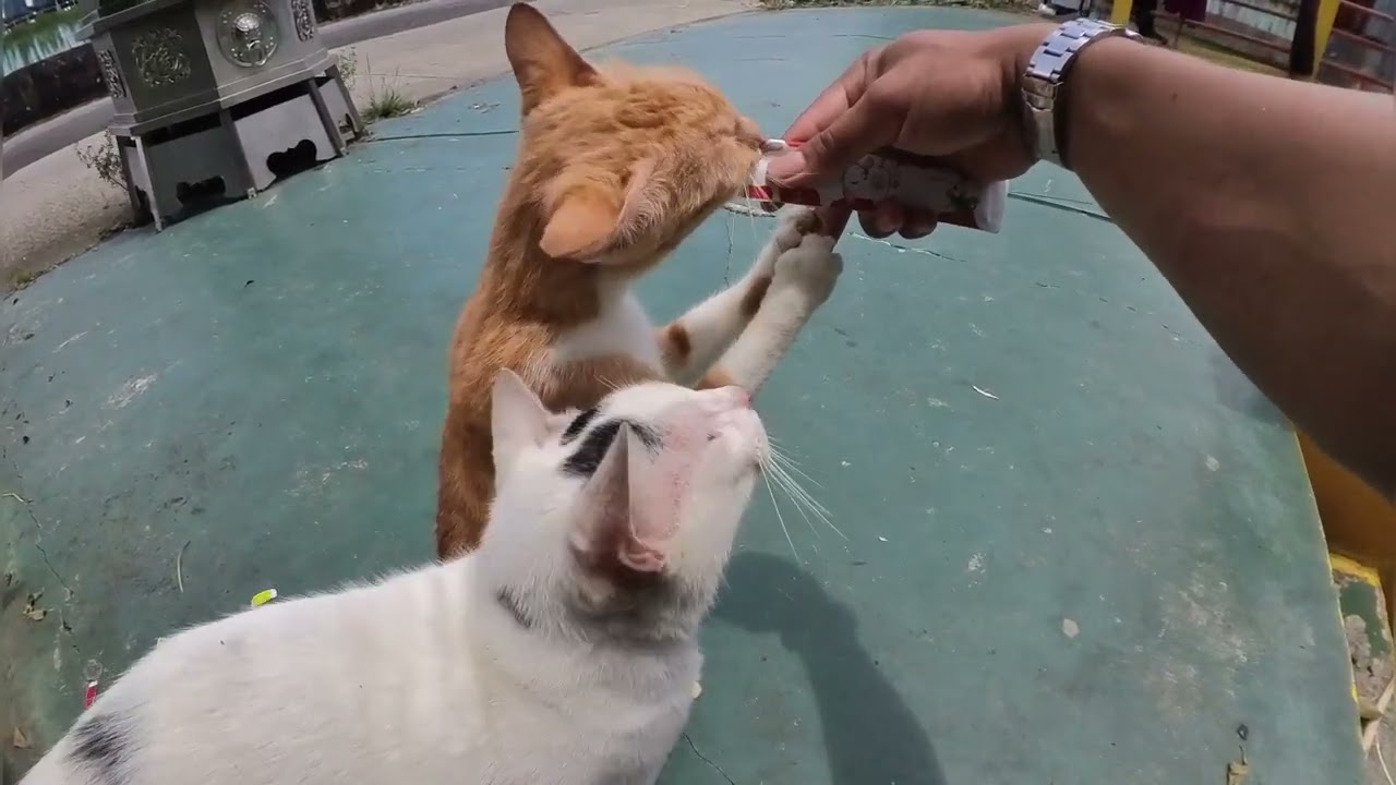 Bumil ini semangat banget makannya, asli seru nyuapin yang beginian 