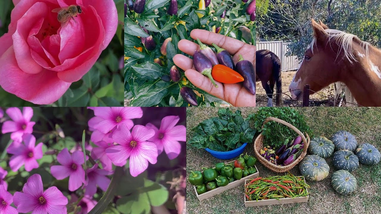 🧑‍🌾ශීත කාලෙට කලින් කඩන අන්තිම අස්වැන්න මේක වේවිද🍆🌶️🫑👨‍🌾Will this be the last harvest before winter