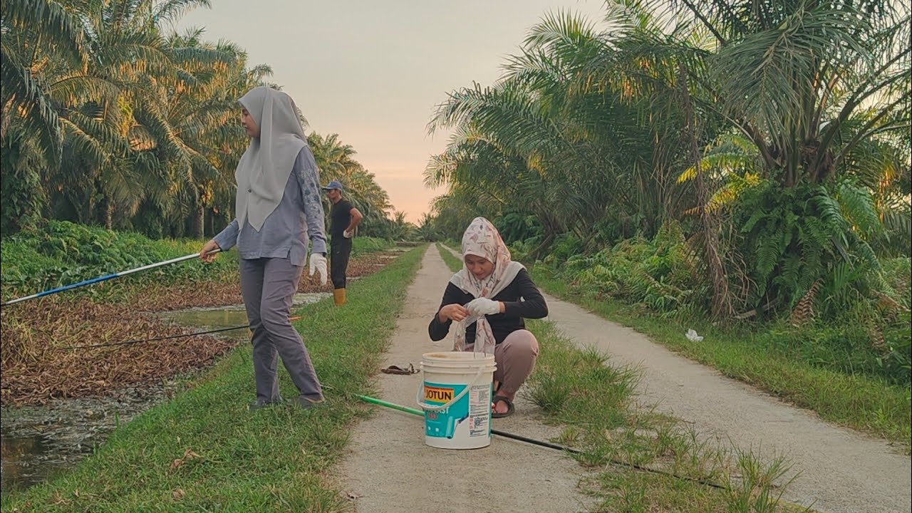 20/10/2024 Mancing Ikan Puyu at Kampung Bagan Buaya Penang