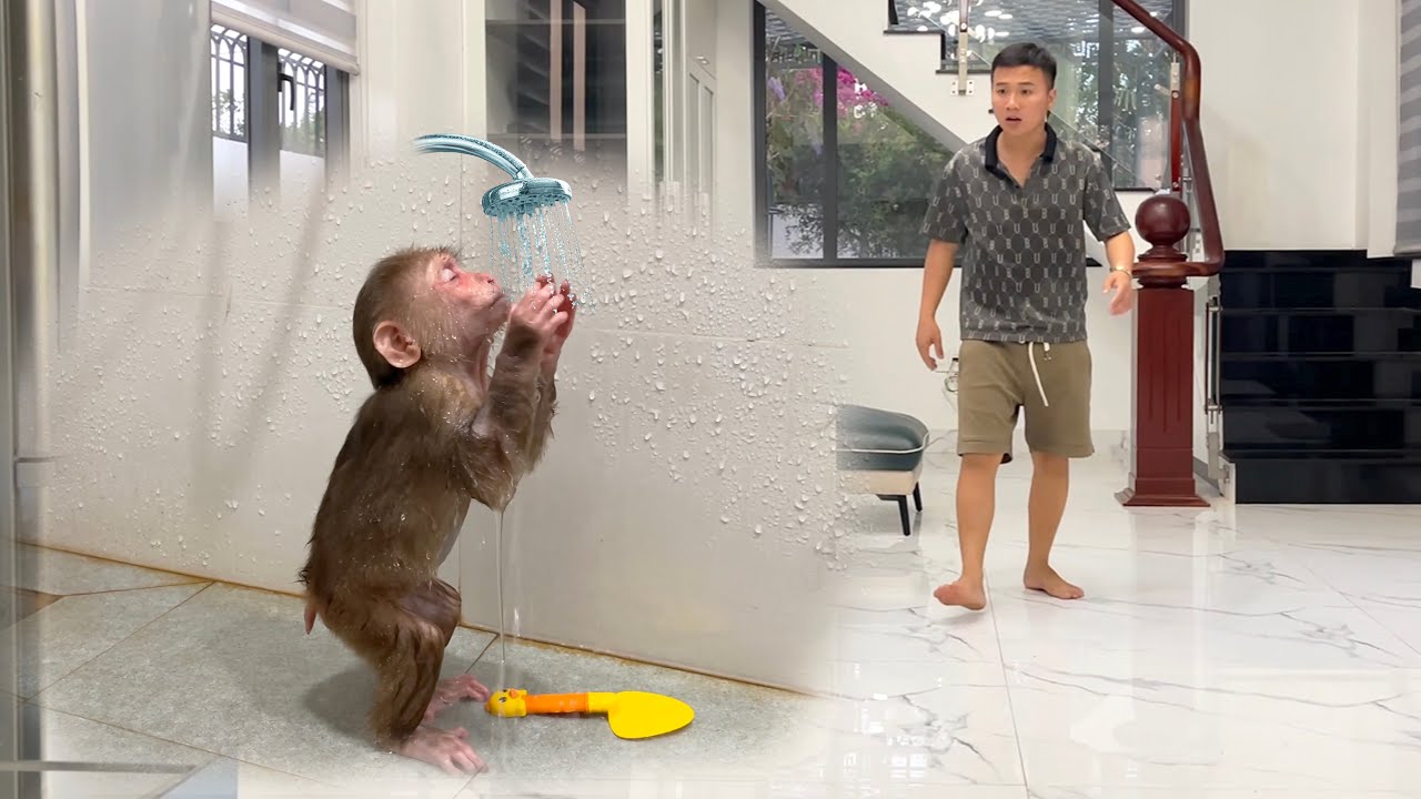 Caught in the Act! Monkey CUBIS Hilarious Reaction When Dad Finds Out