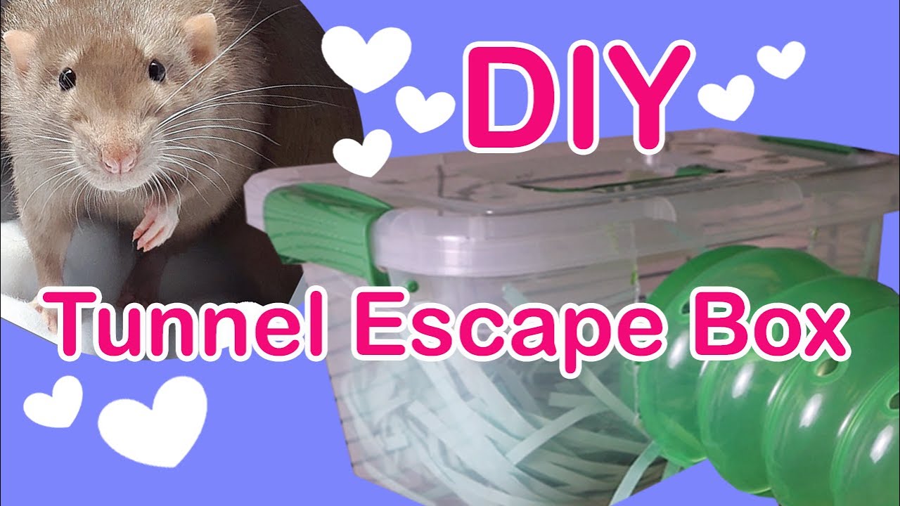 How-To Create a Tunnel Escape Box for Rats (Cage Accessory)