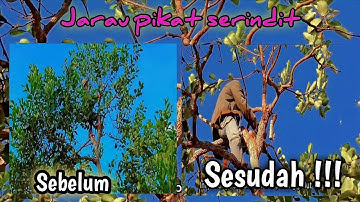 Teknik Membonsai pohon untuk mikat serindit