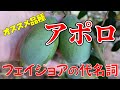 【果樹】フェイジョアのNo1オススメ品種"アポロ"　フェイジョアの代名詞。迷ったらアポロで決まり！自家受粉もできる【feijoa】