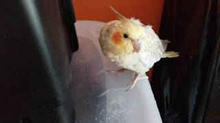 Removing your parrot's feather sheaths