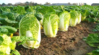 How To Grow Chinese Cabbage From Seed Knowing This Will Change Your Look At Cabbage For Ever