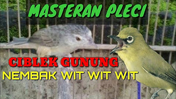 Masteran Pleci || Ciblek Gunung Nembak Wit Wit Wit